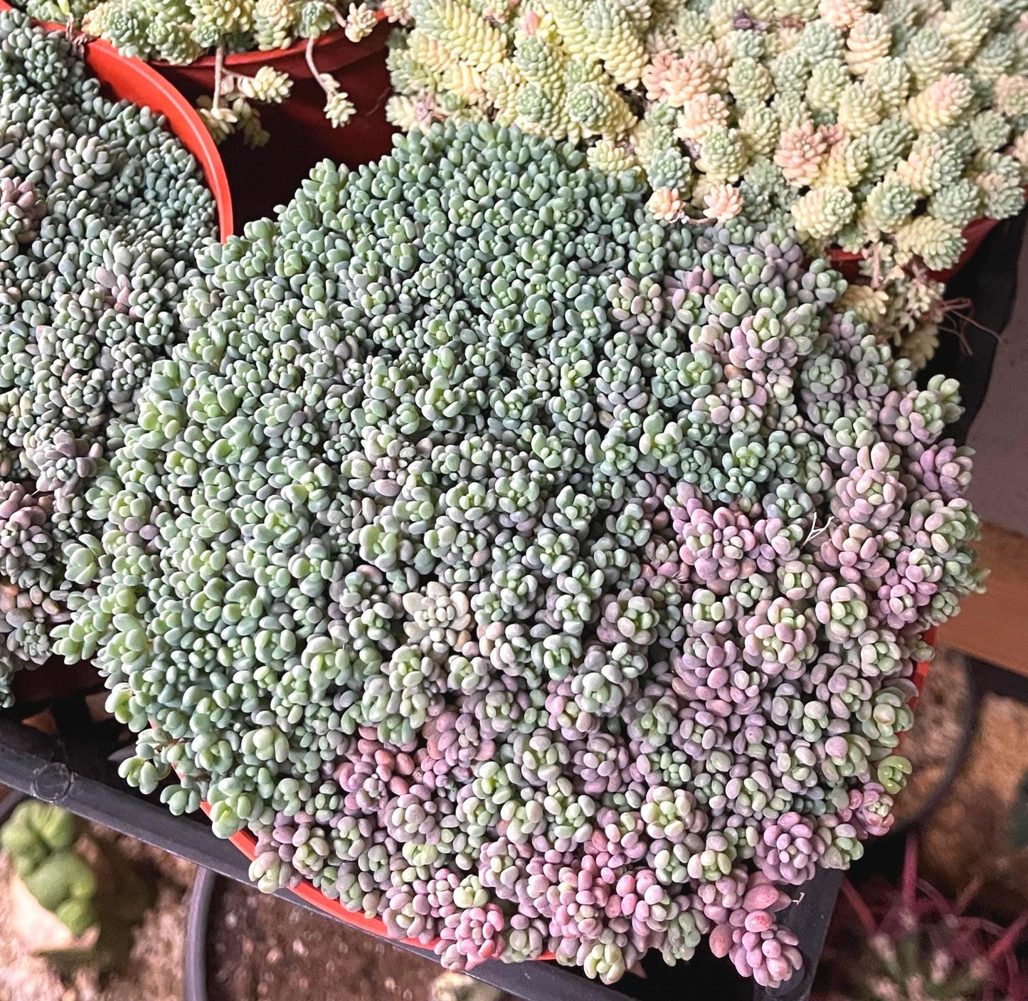 Sedum Dasyphyllum Minor | Corsican Stonecrop | Blue Tears Sedum