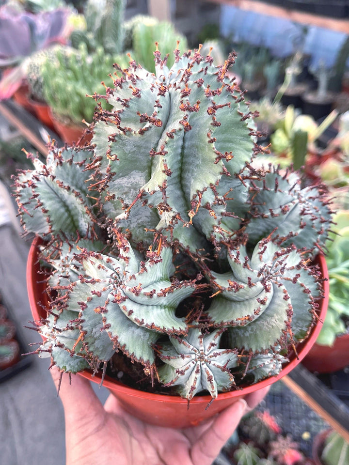 Euphorbia Snowflake Hybrids with pups | Rare Cactus | Live Plant