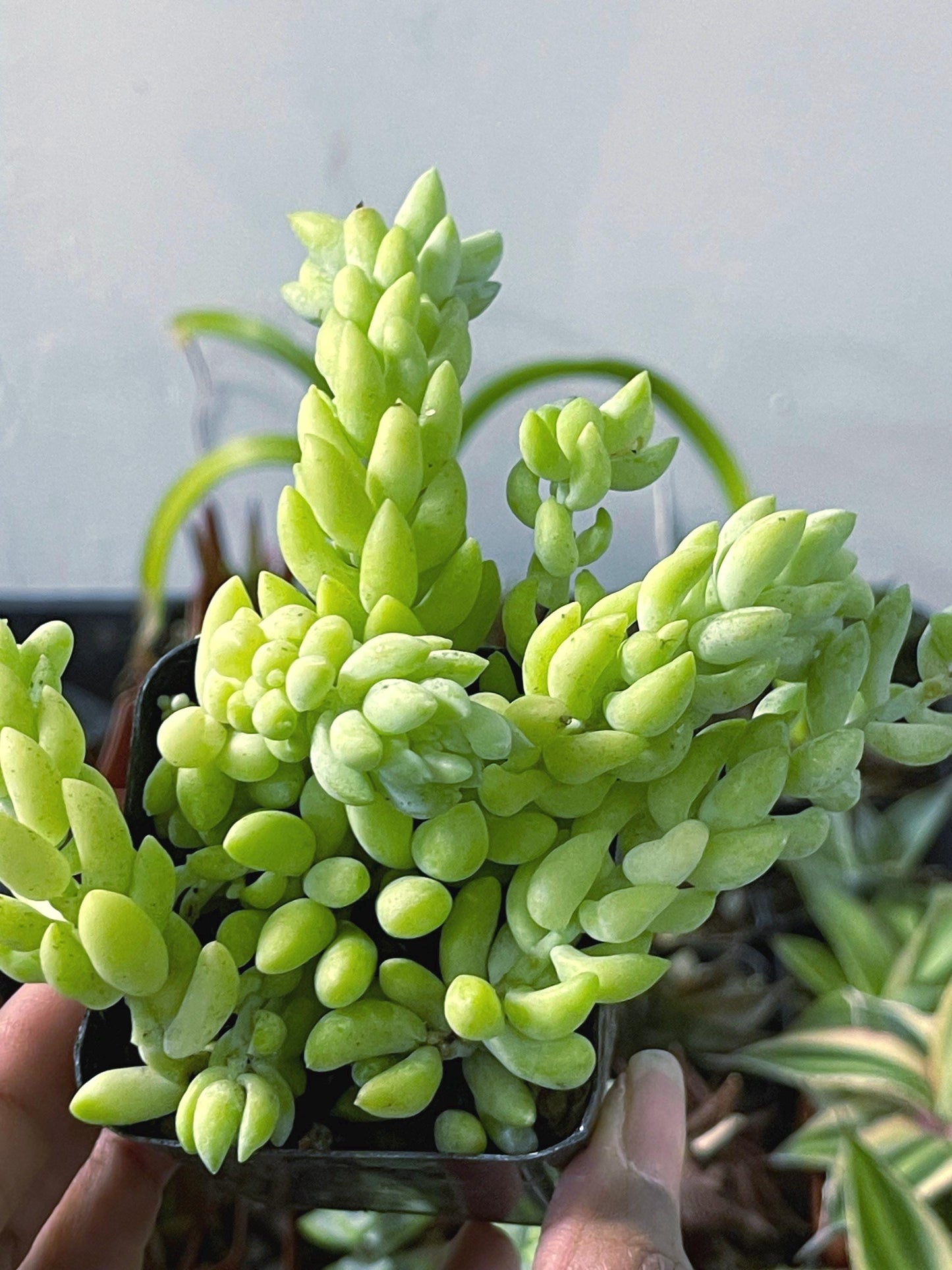 Donkey Tail | Sedum Morganianum | Live Plant