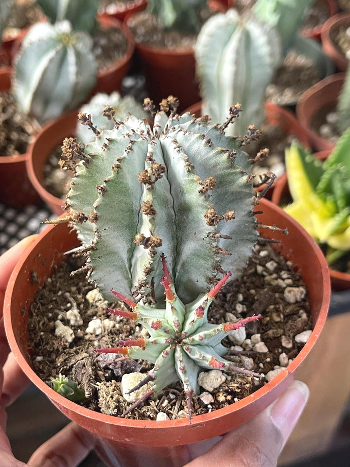 Euphorbia Snowflake Hybrids with pups | Rare Cactus | Live Plant