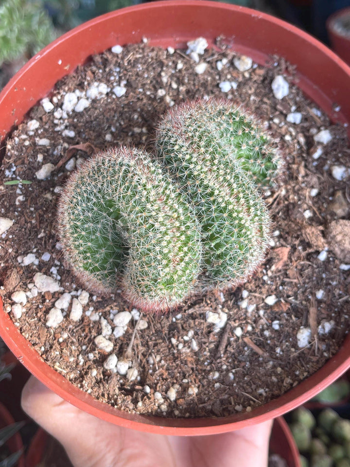 Crested Mammillaria | Rare Plant | Live Plant