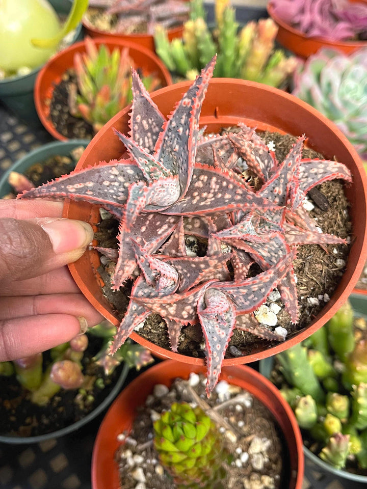 Aloe Oik with babies | Aloe Hybrid | Live Succulent