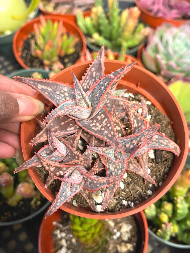 Aloe Oik with babies | Aloe Hybrid | Live Succulent