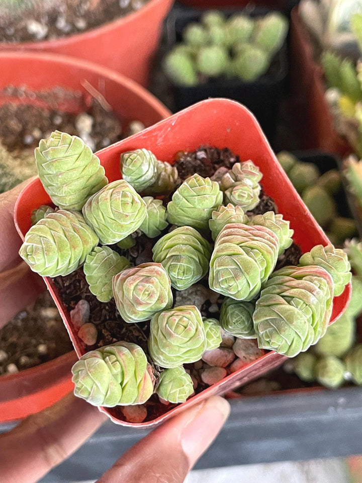 Crassula Columella| Live Succulent | Live Plant