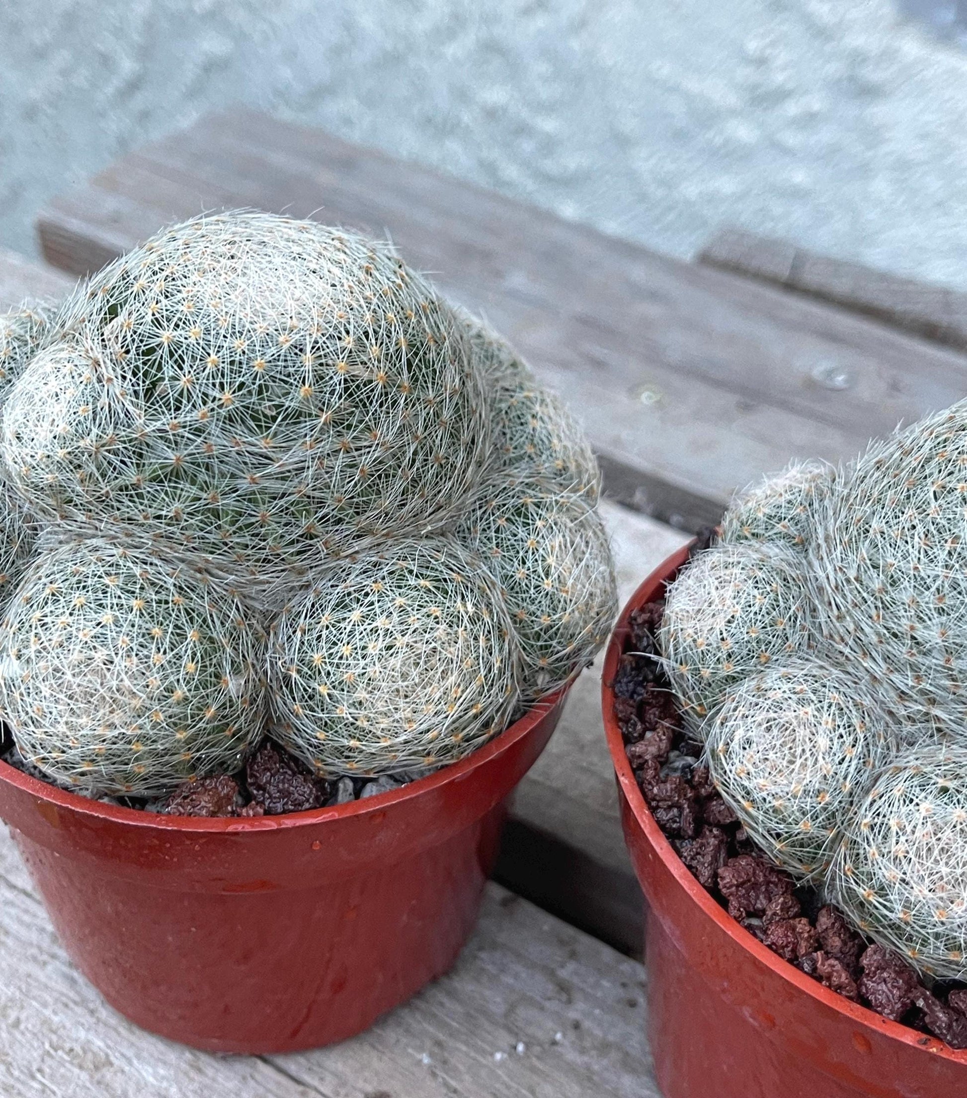 Imported Mammillaria Lenta with pups | Rare Plant | Live Plant