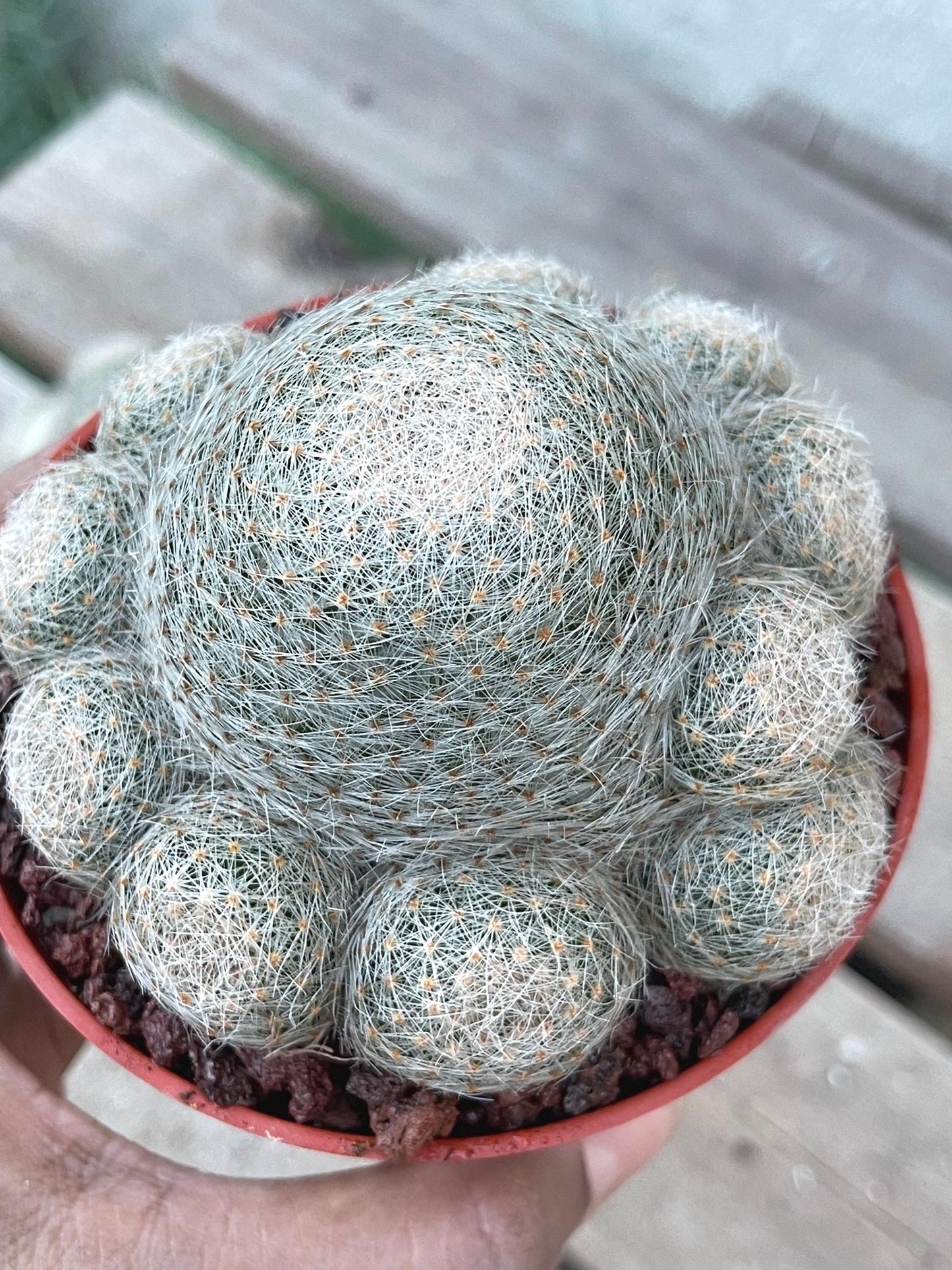 Imported Mammillaria Lenta with pups | Rare Plant | Live Plant