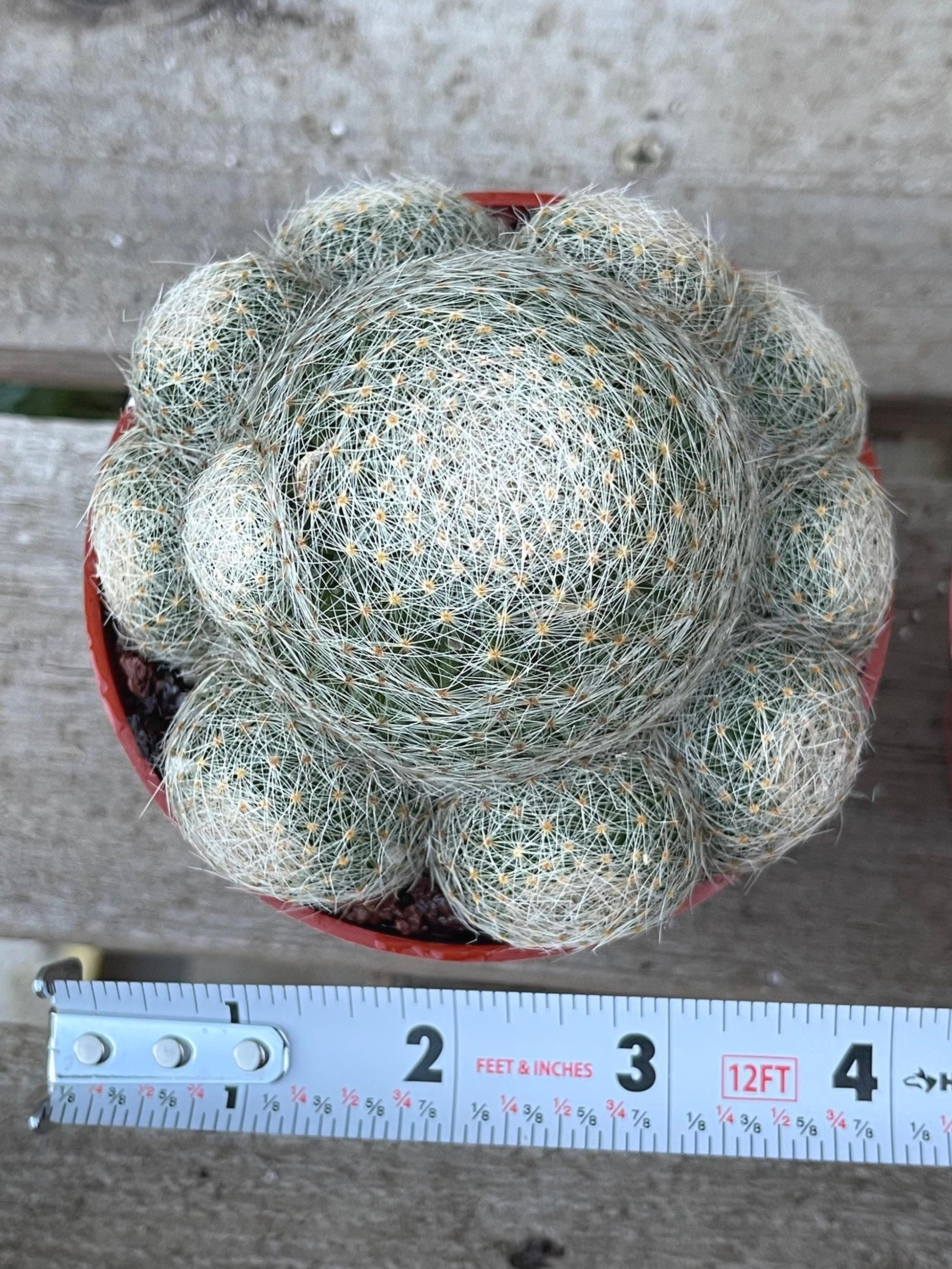 Imported Mammillaria Lenta with pups | Rare Plant | Live Plant