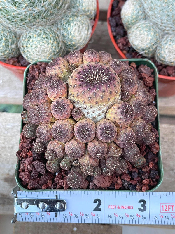 Sulcorebutia rauschii violaceidermis cactus | Live Cactus | Rare Cactus