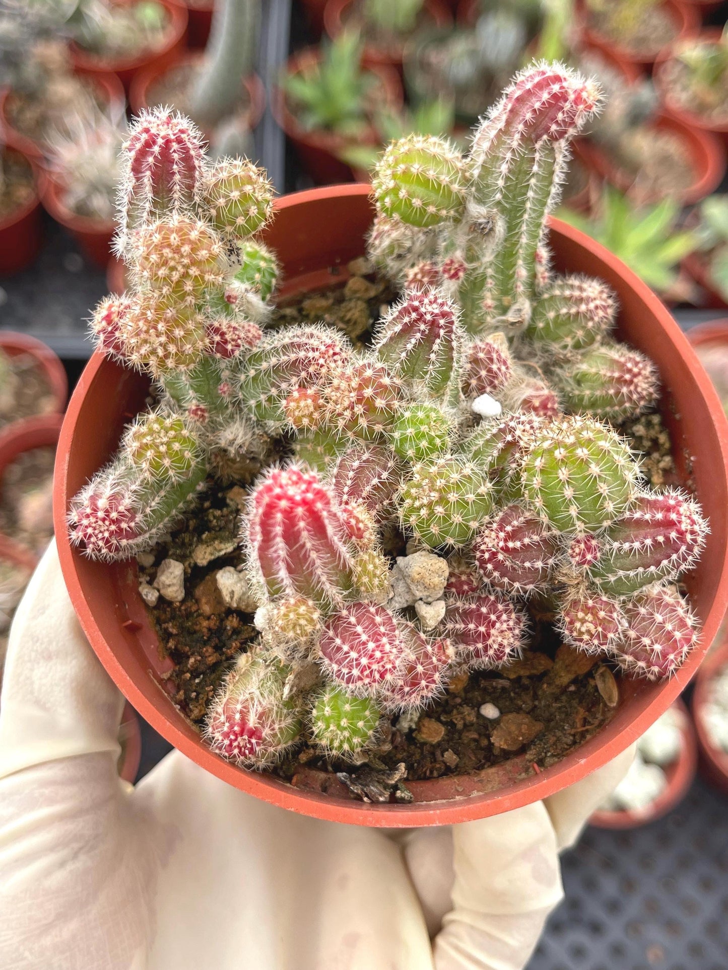 Peanut Cactus Echinopsis Chamaecereus | Live Cactus