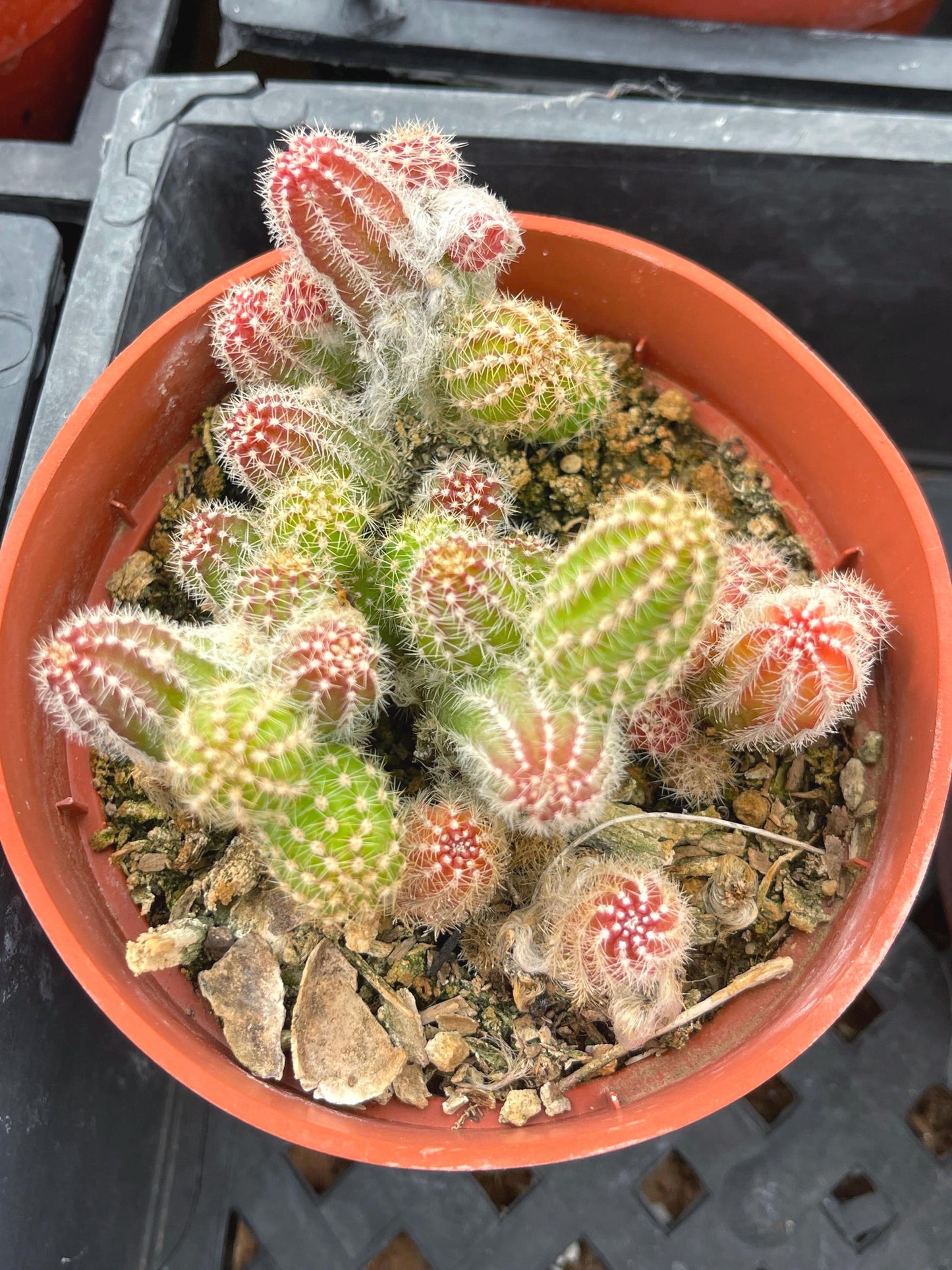 Peanut Cactus Echinopsis Chamaecereus | Live Cactus