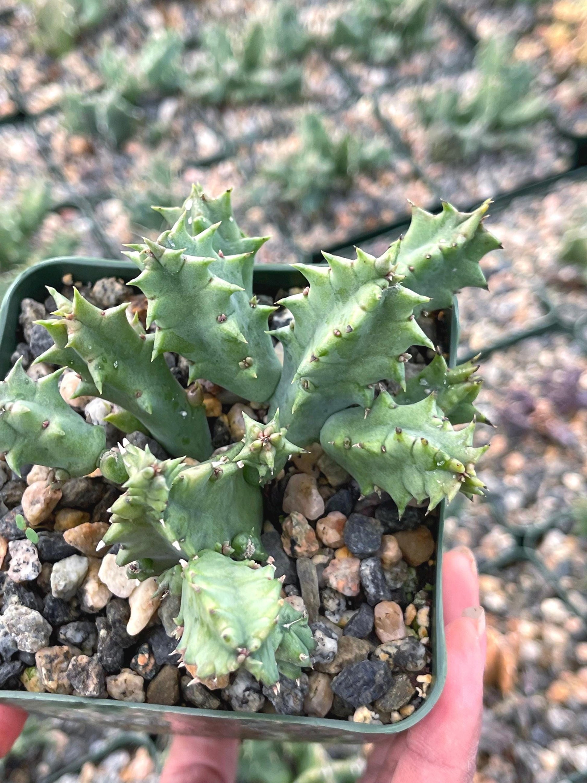 Huernia Zebrina | Lifesaver | rare succulent