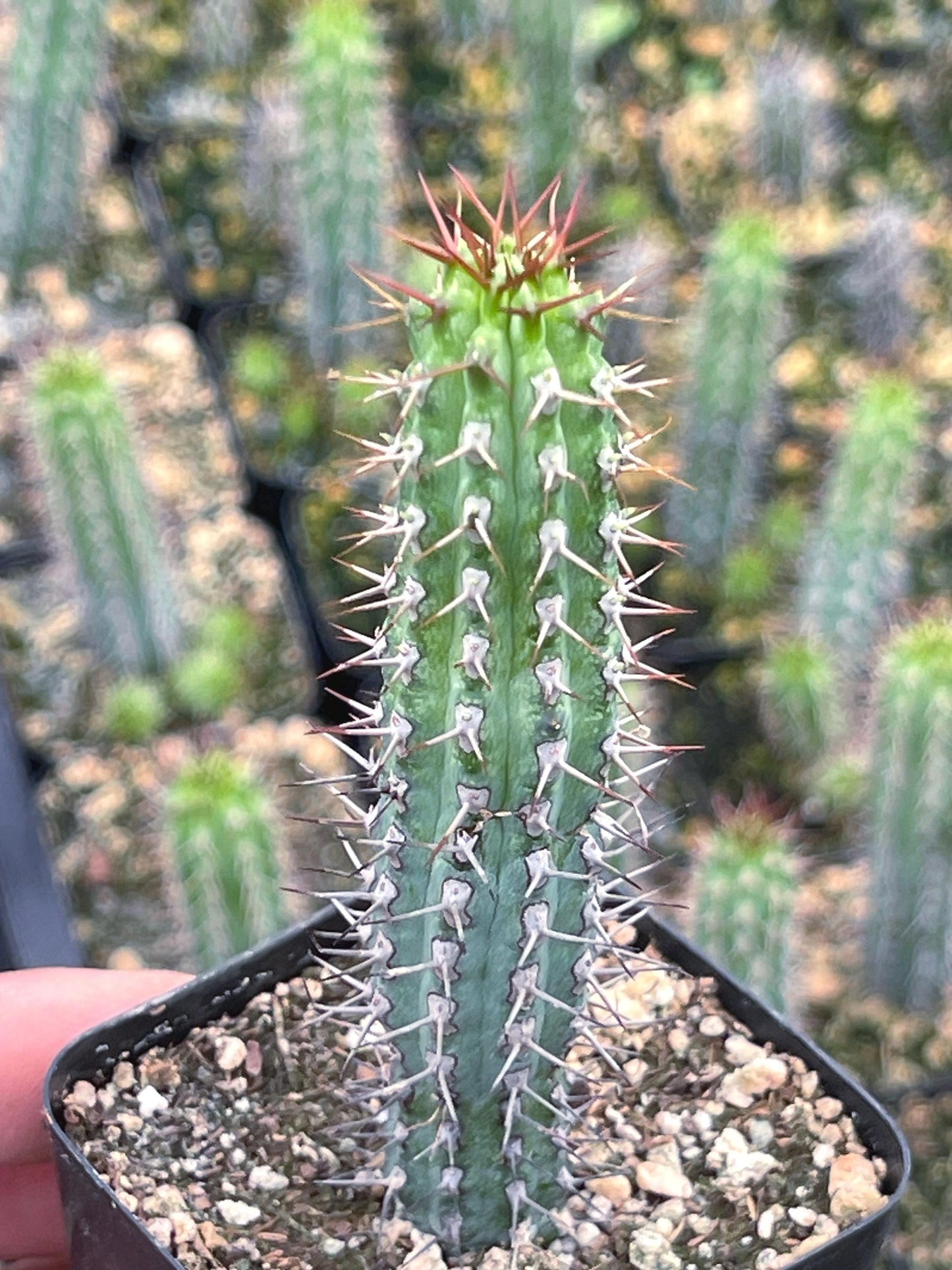 Euphorbia Baioensis Cactus | Live Cactus