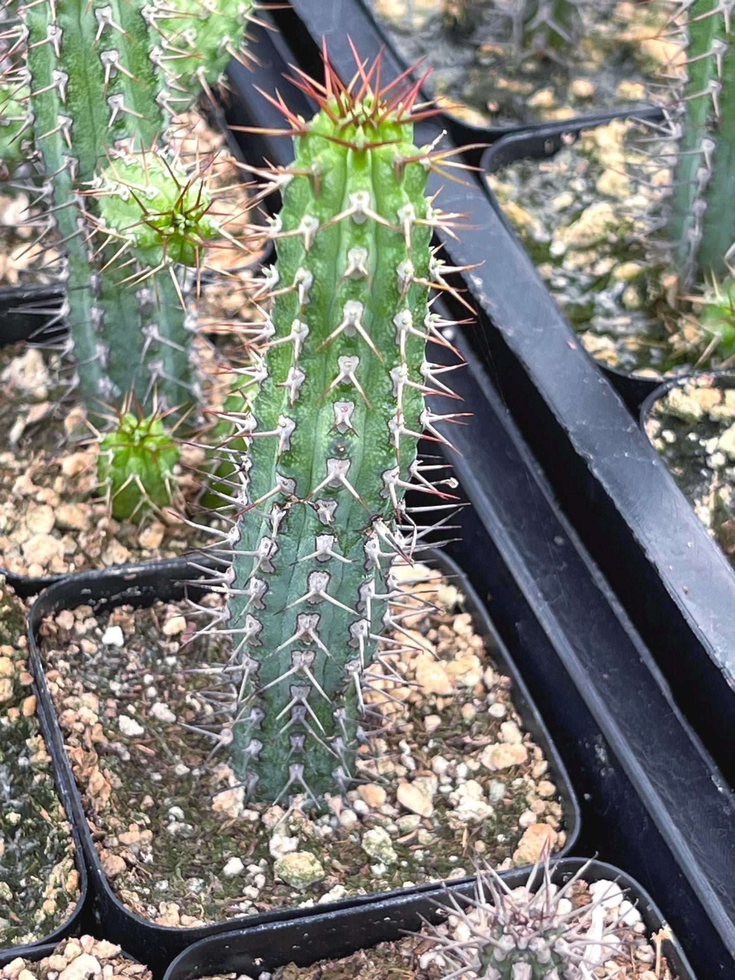 Euphorbia Baioensis Cactus | Live Cactus