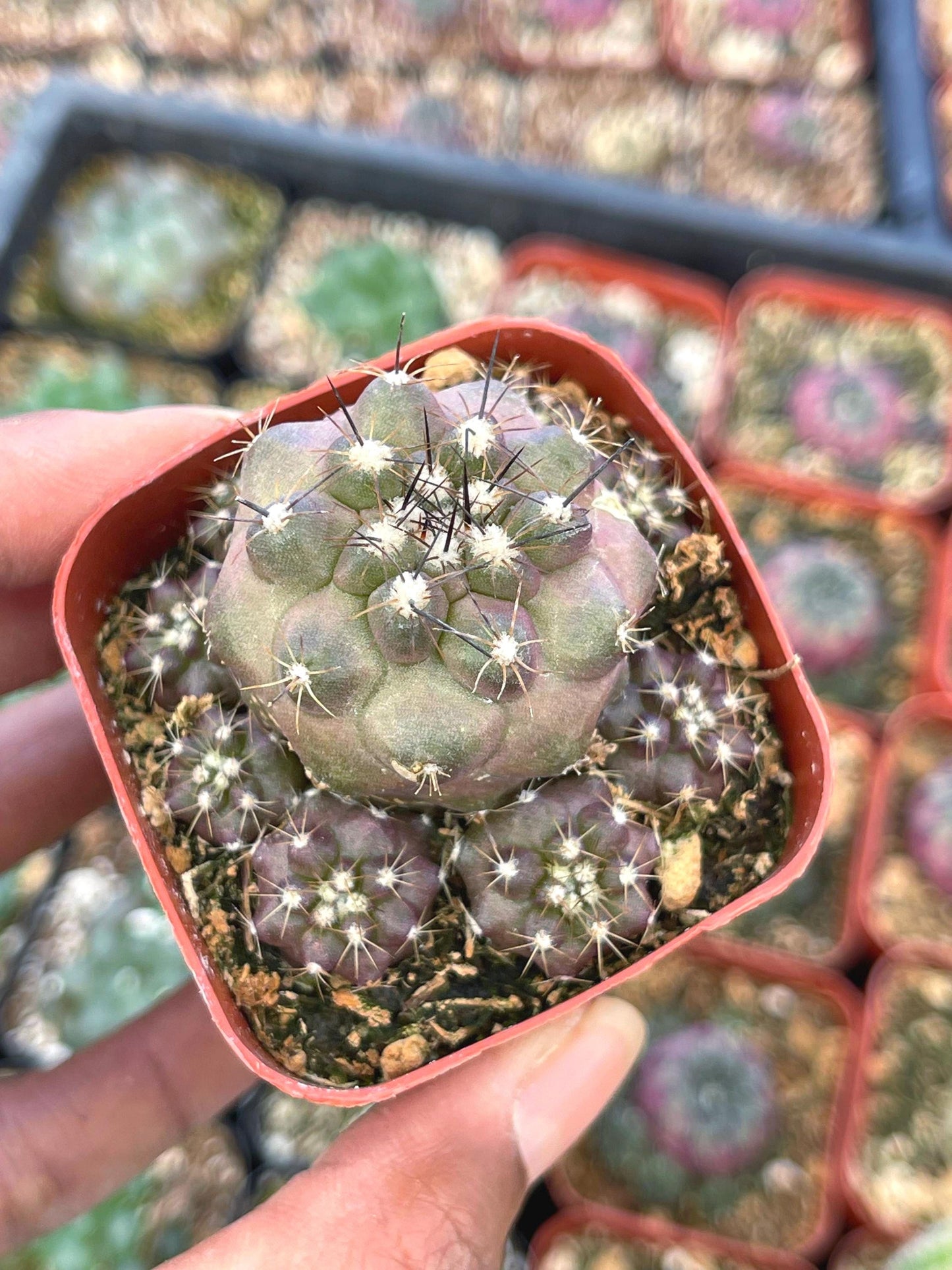 Copiapoa humilis Cactus cluster | Live Cactus