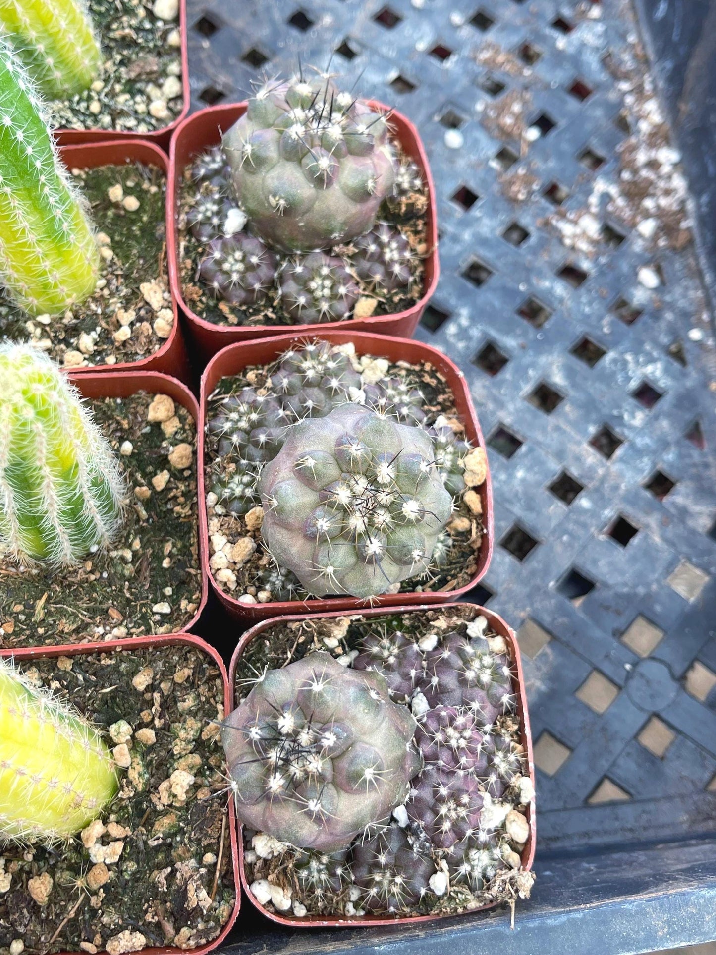 Copiapoa humilis Cactus cluster | Live Cactus