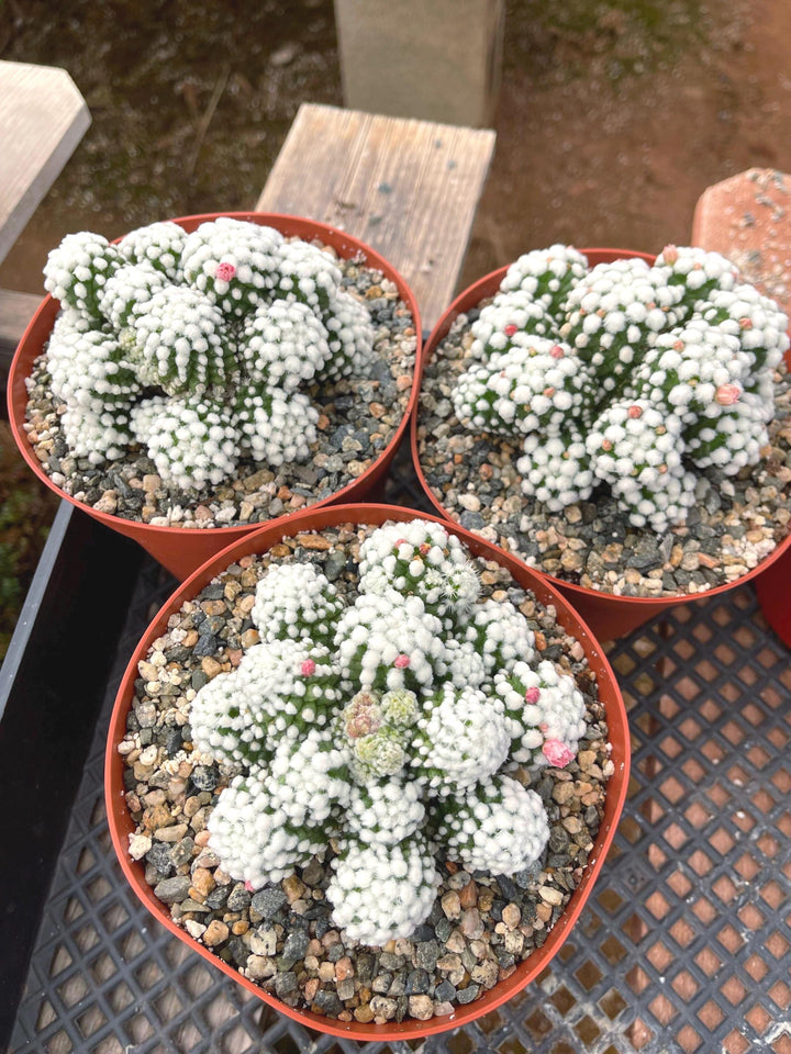 Mammillaria Gracilis Cv. Caterpillar | Rare Cactus