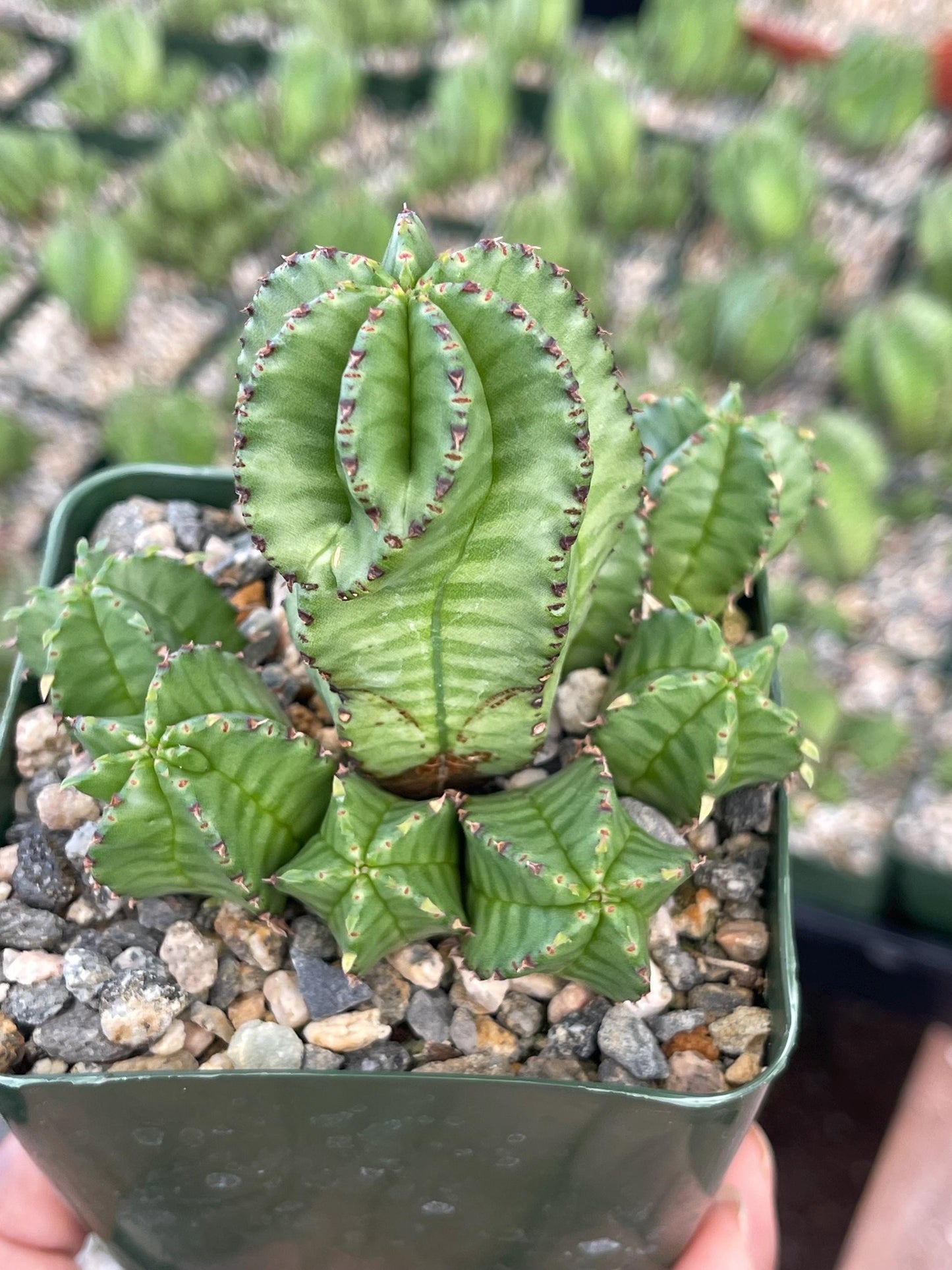 Tanzania Zipper Euphorbia Anoplia | Cactus with Pups | Rare Cactus