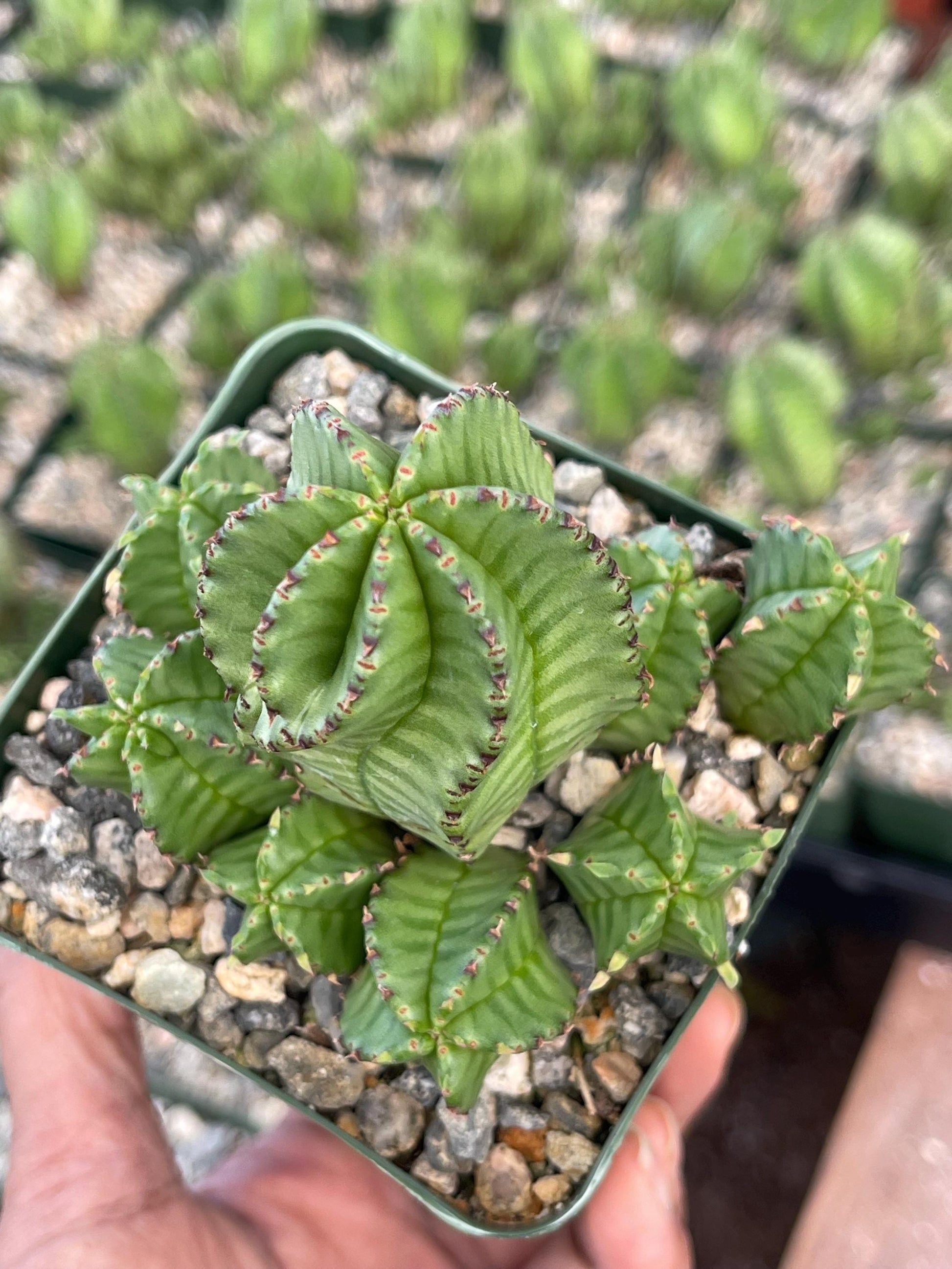 Tanzania Zipper Euphorbia Anoplia | Cactus with Pups | Rare Cactus