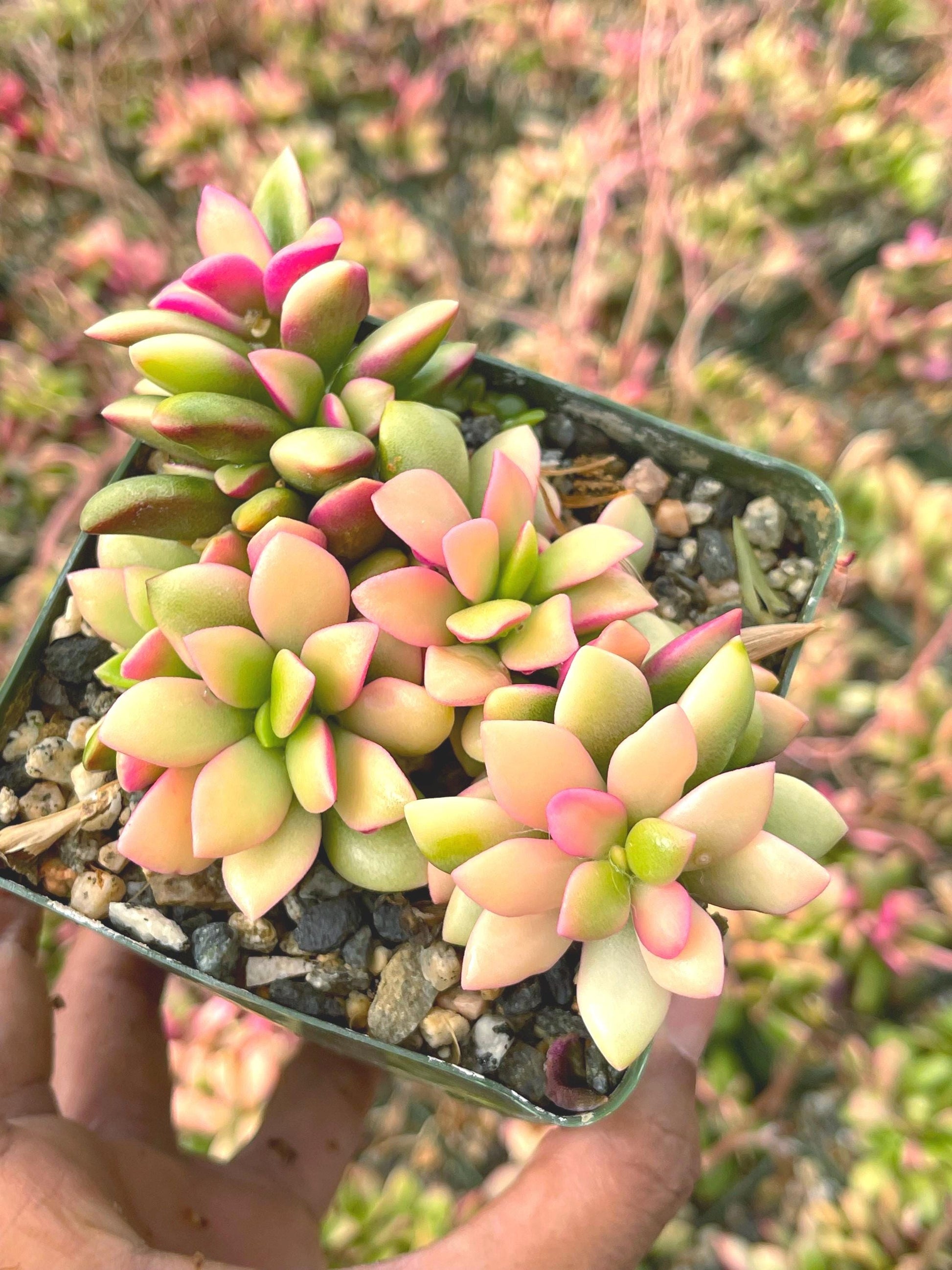 Anacampseros Telephiastrum | Sunrise Succulent