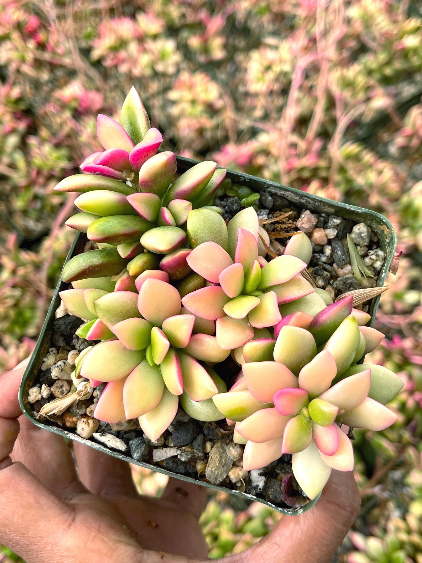 Anacampseros Telephiastrum | Sunrise Succulent