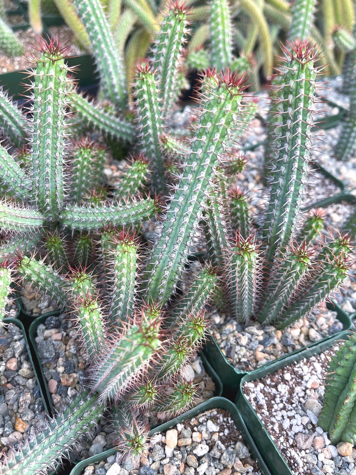 Euphorbia Baioensis Cactus | Live Cactus