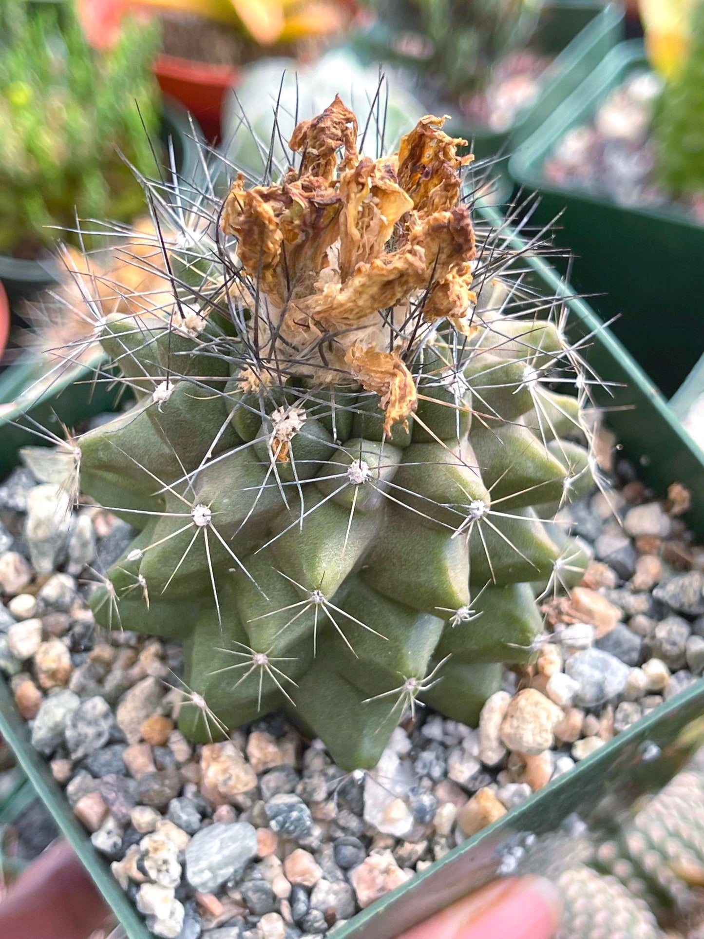 Copiapoa humilis Cactus cluster | Live Cactus