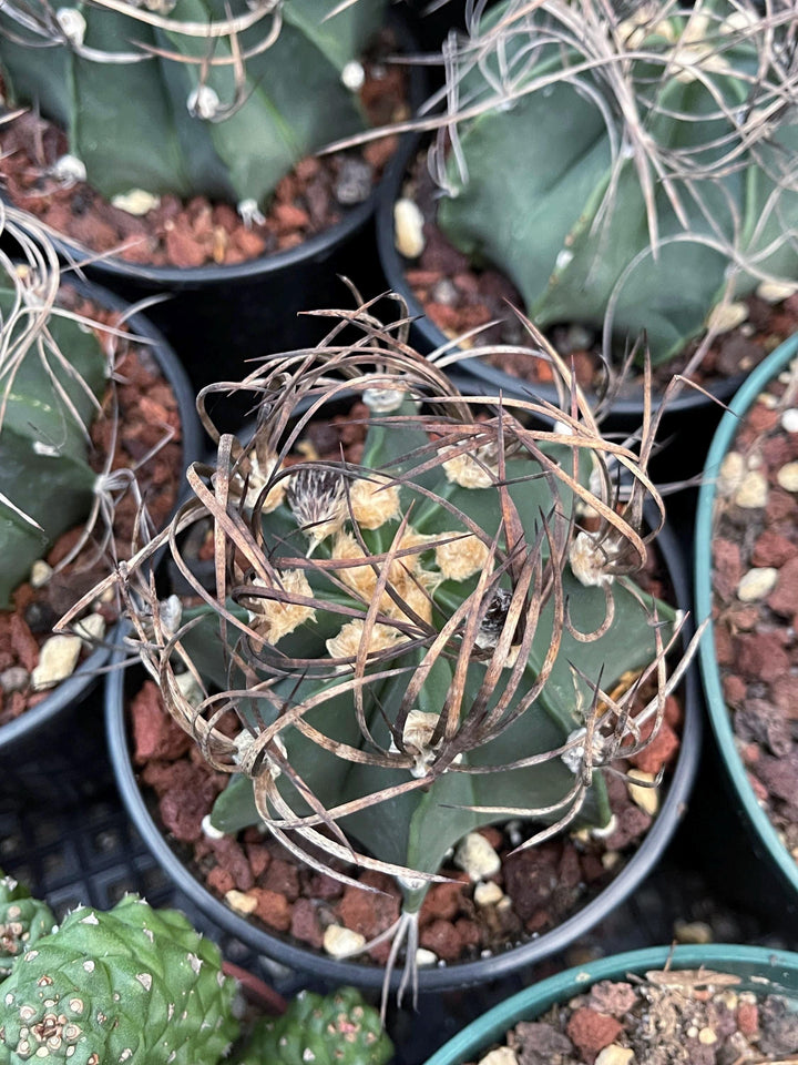 Busy spines Astrophytum Capricorne | Live Cactus