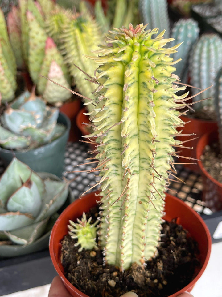 Variegated Corn Corb | Live Cactus