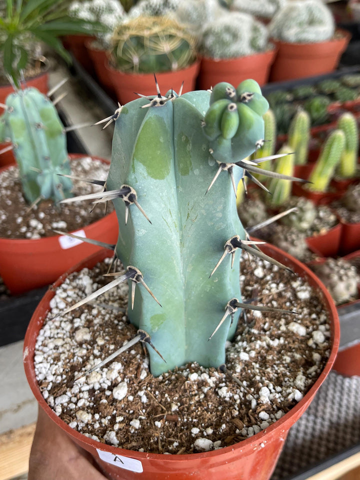 6” Beautiful Myrtillocactus Geometrizans w/ pups | Blue Crested Candle Cactus