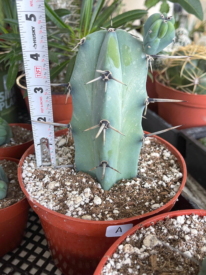 6” Beautiful Myrtillocactus Geometrizans w/ pups | Blue Crested Candle Cactus