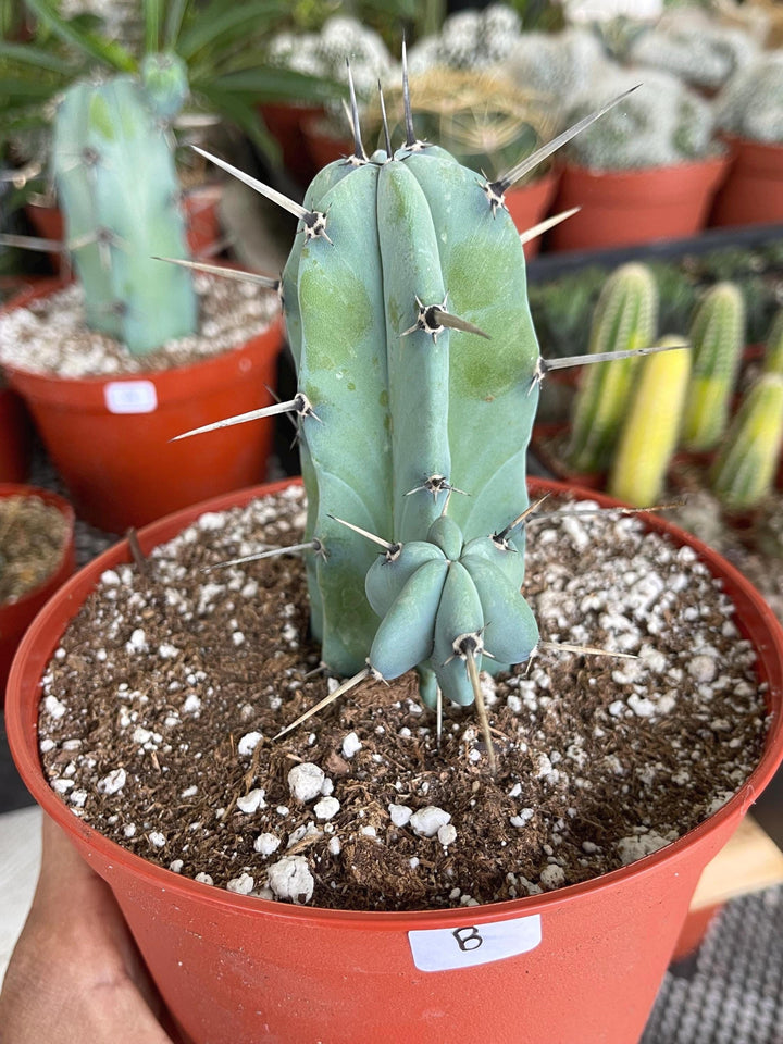 6” Beautiful Myrtillocactus Geometrizans w/ pups | Blue Crested Candle Cactus