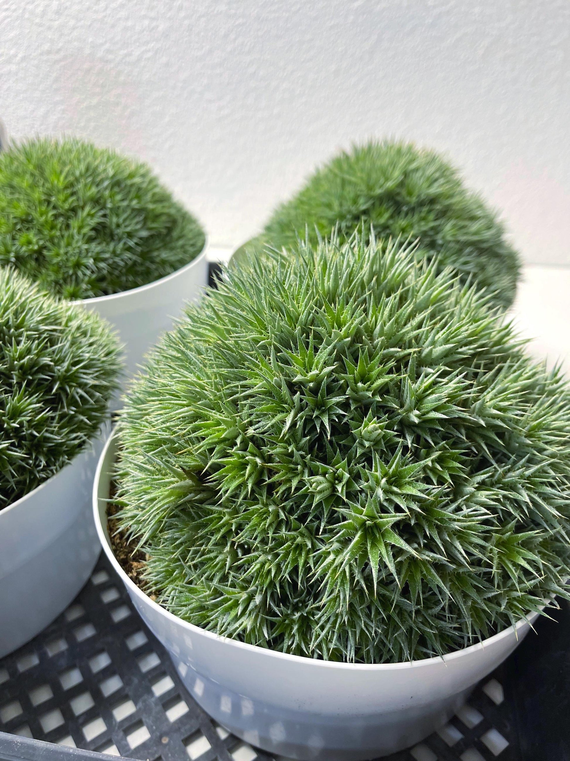 Deuterocohnia Brevifolia | Live Plant