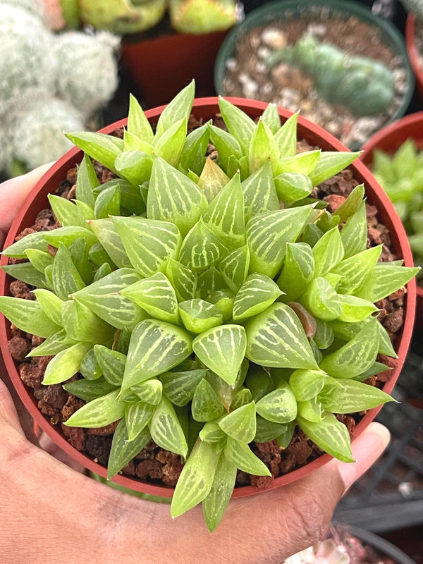 Haworthia Retusa Clusters | Live Succulent