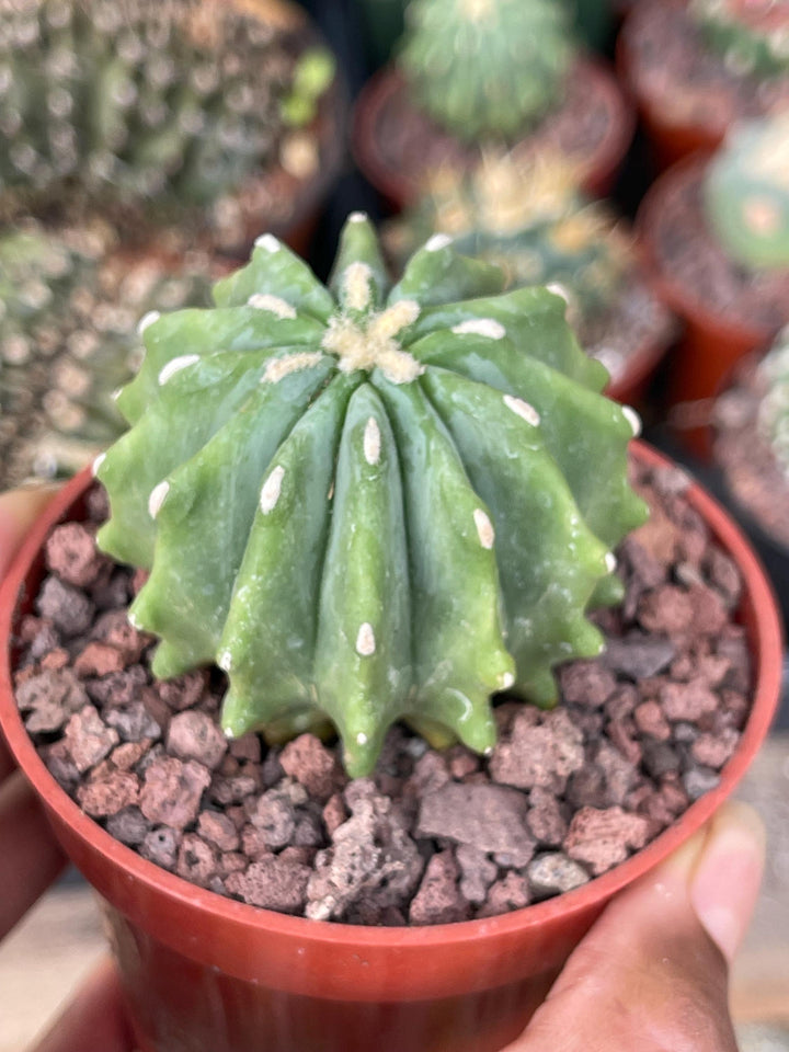 Ferocactus Glaucescens f. Inermis | Rare Cactus