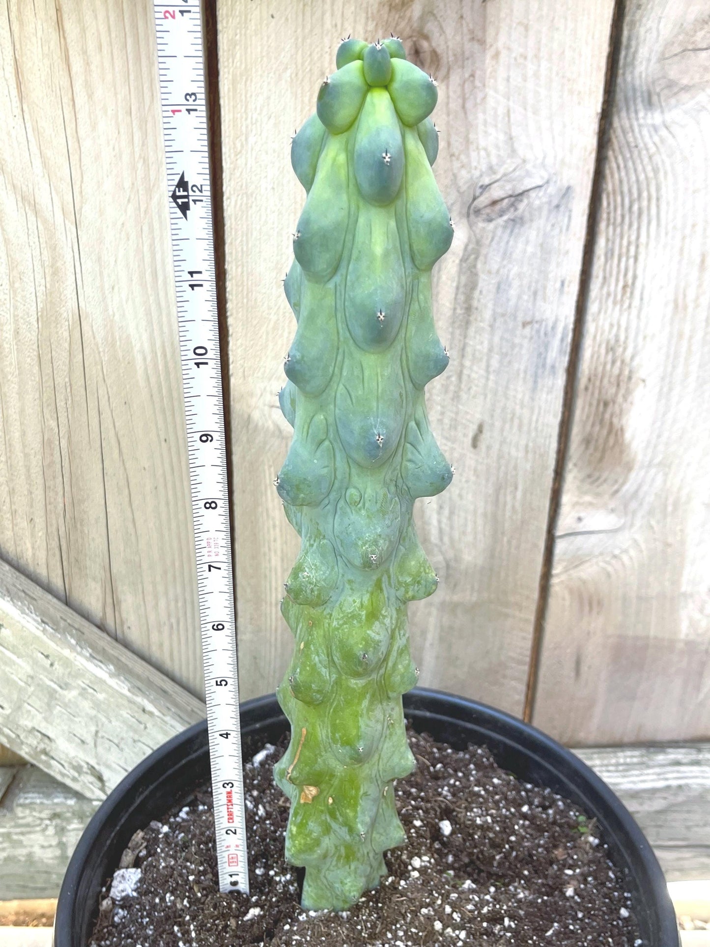 Boobie Cactus | Myrtillocactus Geometrizans Fukurokuryuzinboku | Rare Cactus