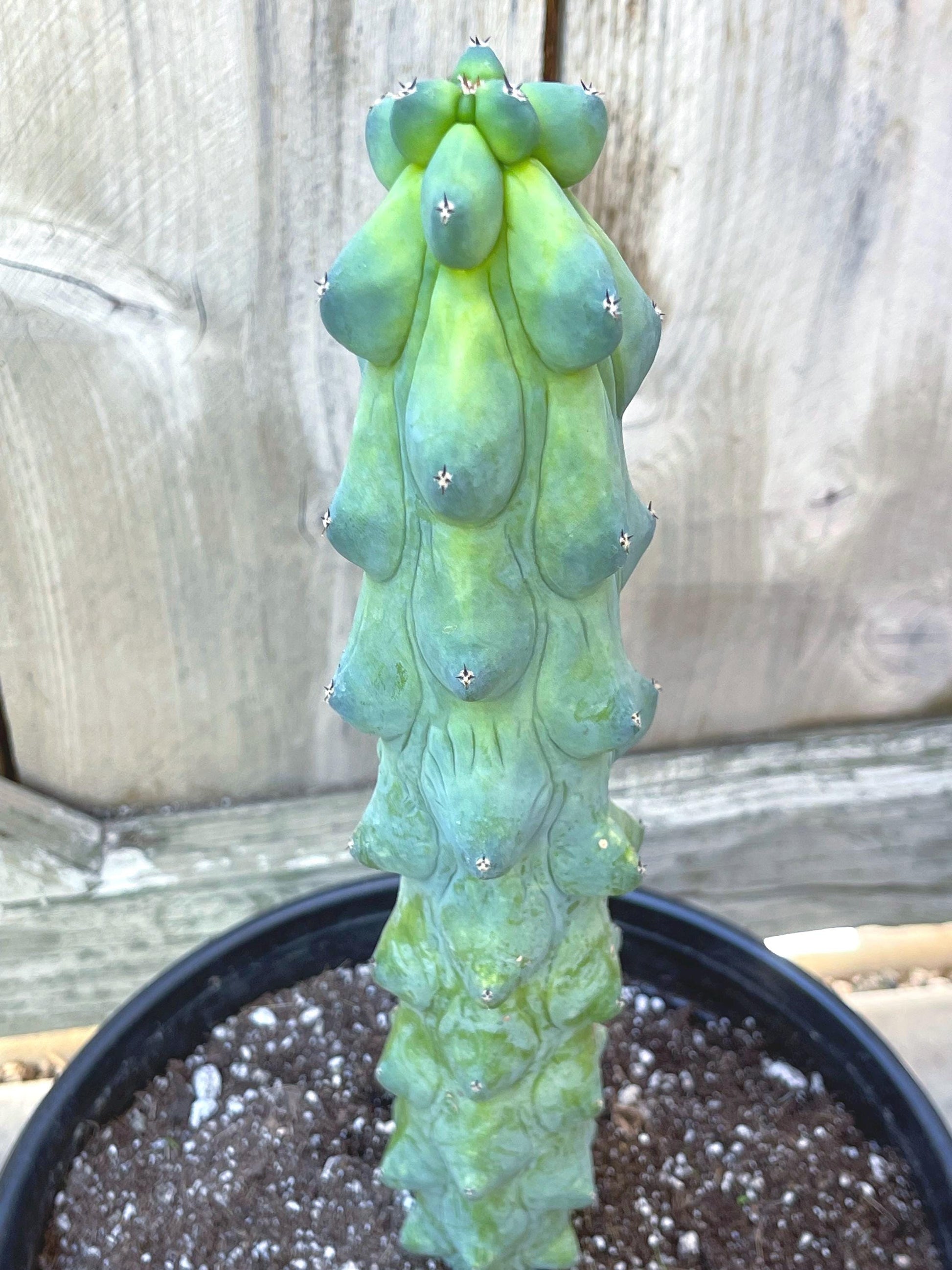 Boobie Cactus | Myrtillocactus Geometrizans Fukurokuryuzinboku | Rare Cactus