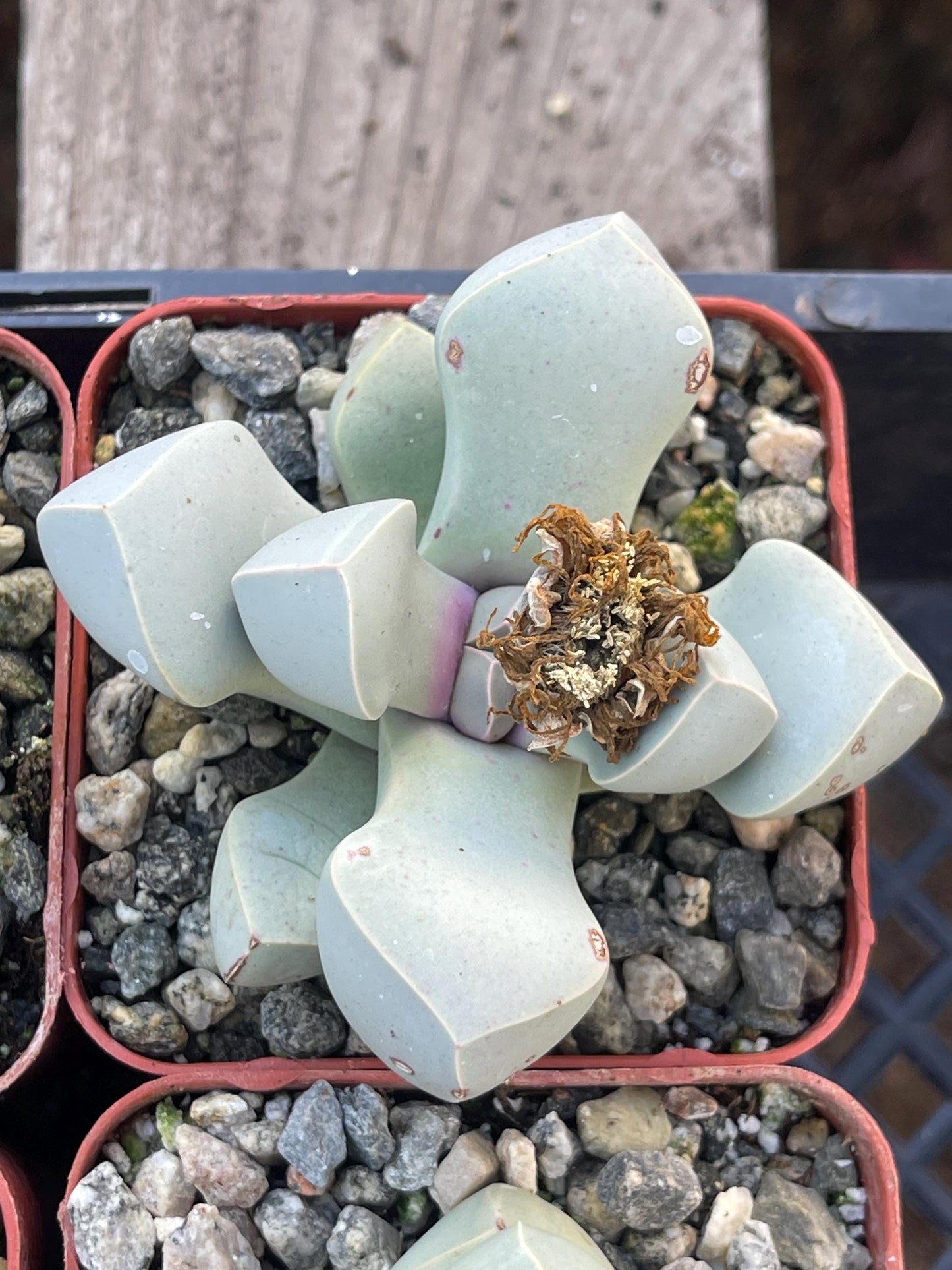 Lapidaria margaretae | Split Rock Succulent Plants | Live Karoo Rose | Rare Plant