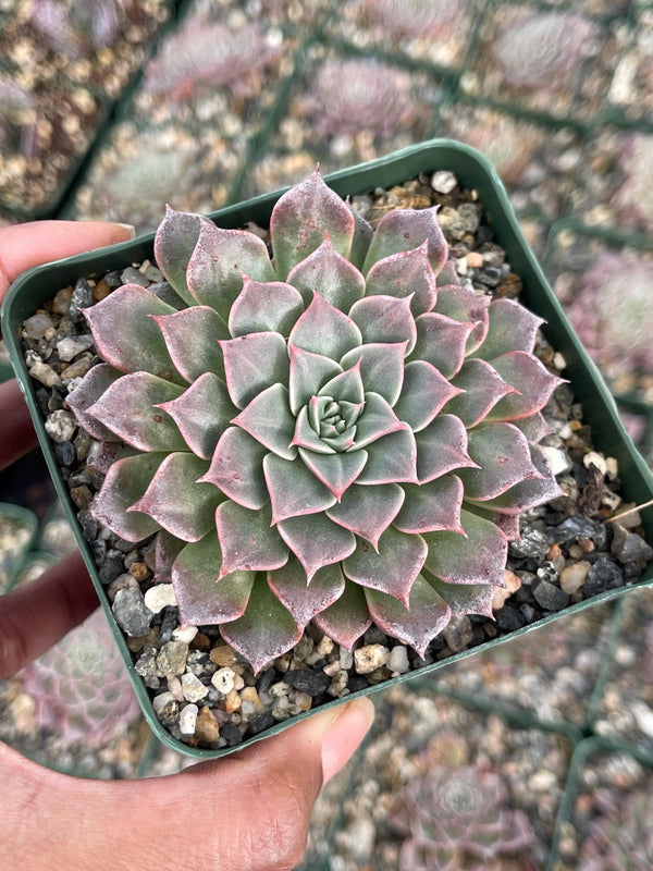 3.5” Graptopetalum Tacitus Bellus Super Star | Live Succulent