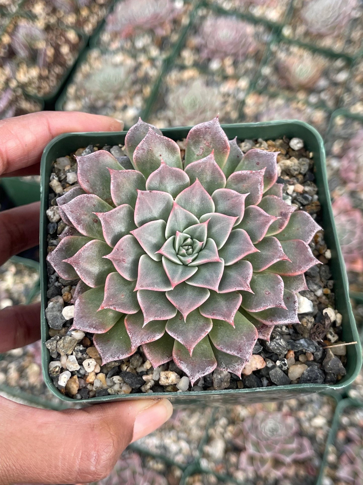 3.5” Graptopetalum Tacitus Bellus Super Star | Live Succulent