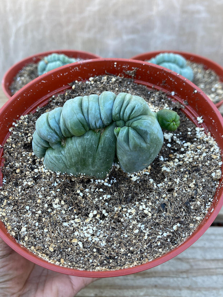 Crested Cactus | Live Plant | Rare Plant | Live Cactus