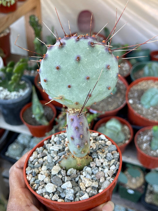 Opuntia Cactus | Cactus Plant | Cactus for sale