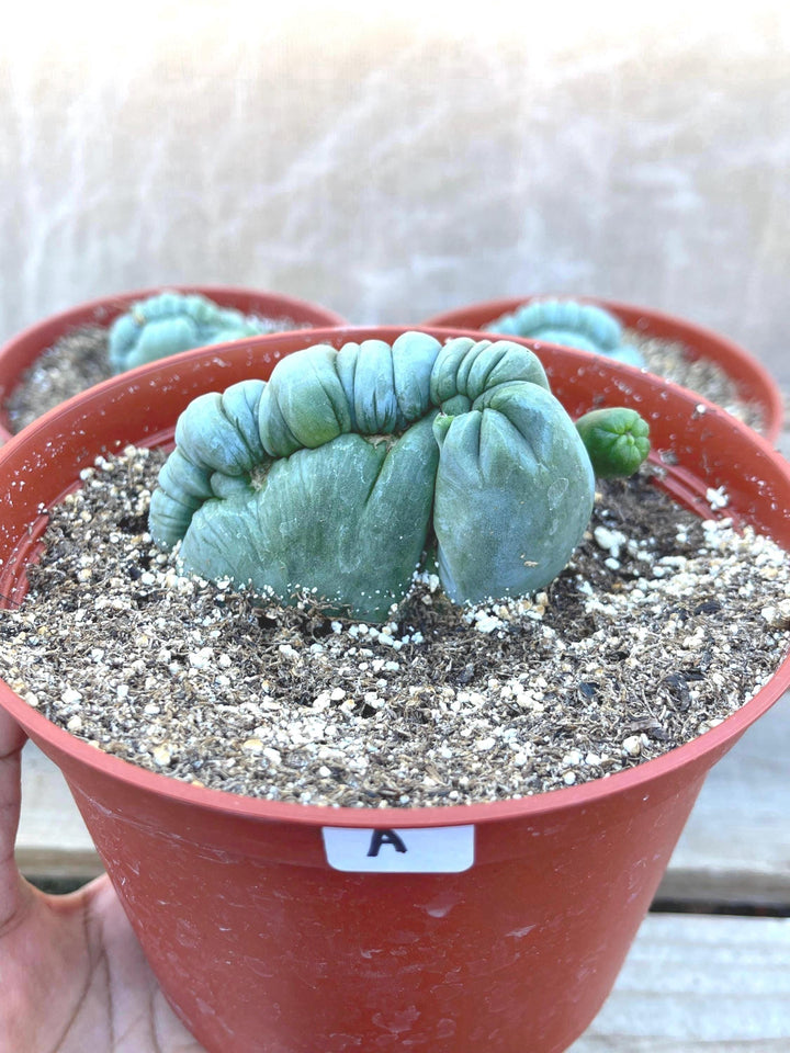 Crested Cactus | Live Plant | Rare Plant | Live Cactus