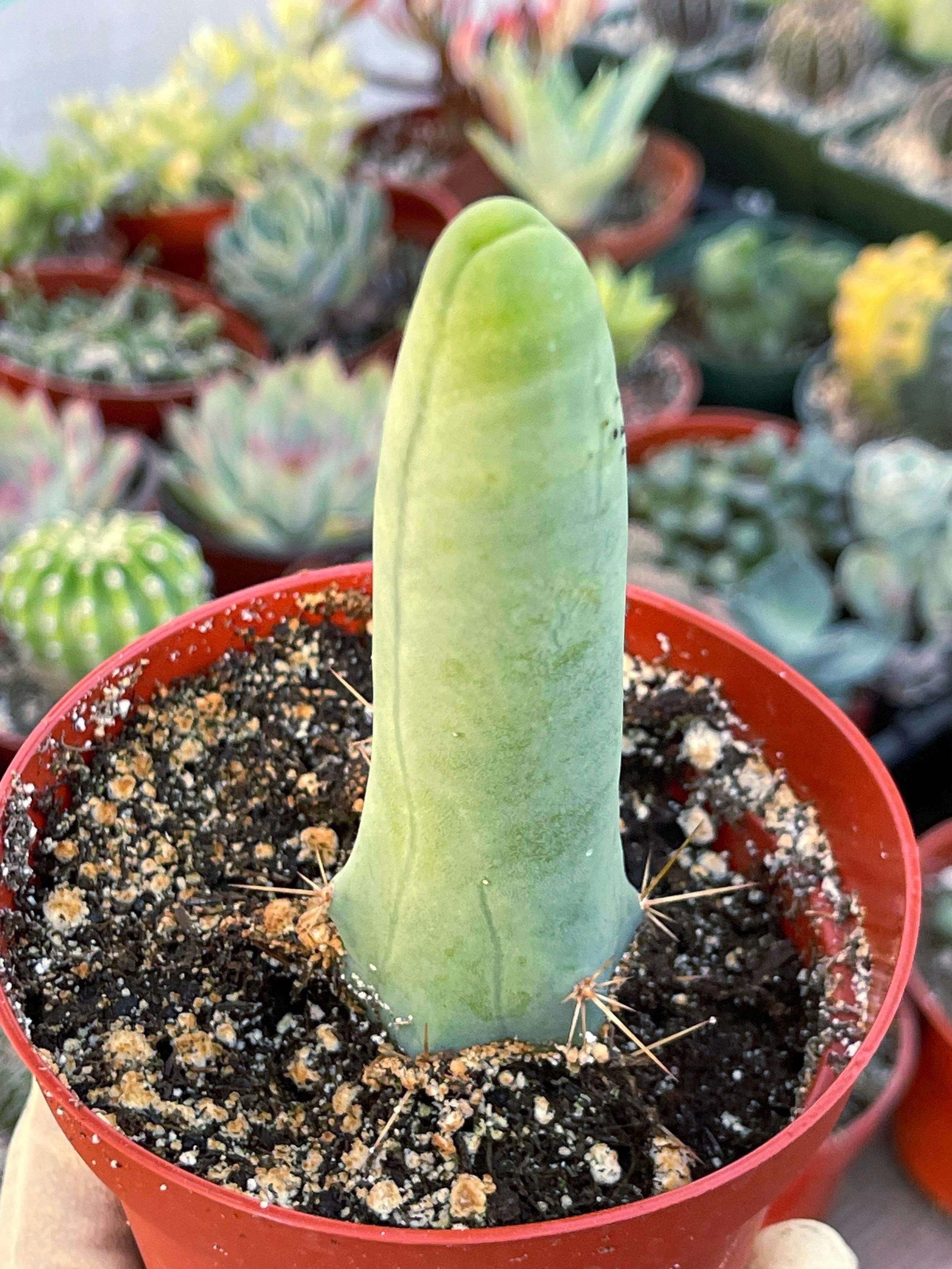 Penis Cactus | Live Plant | Rare Plant