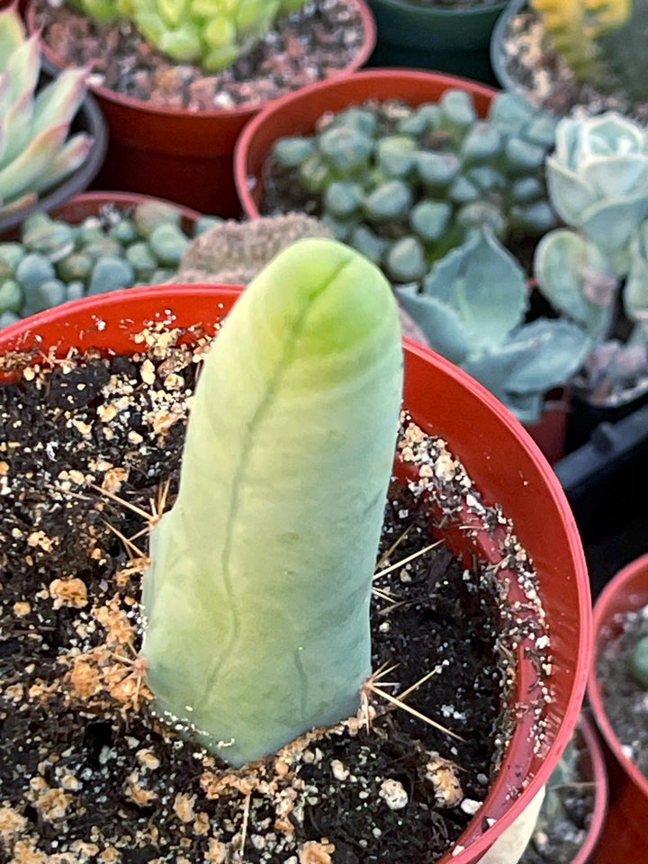 Penis Cactus | Live Plant | Rare Plant | Live Cactus