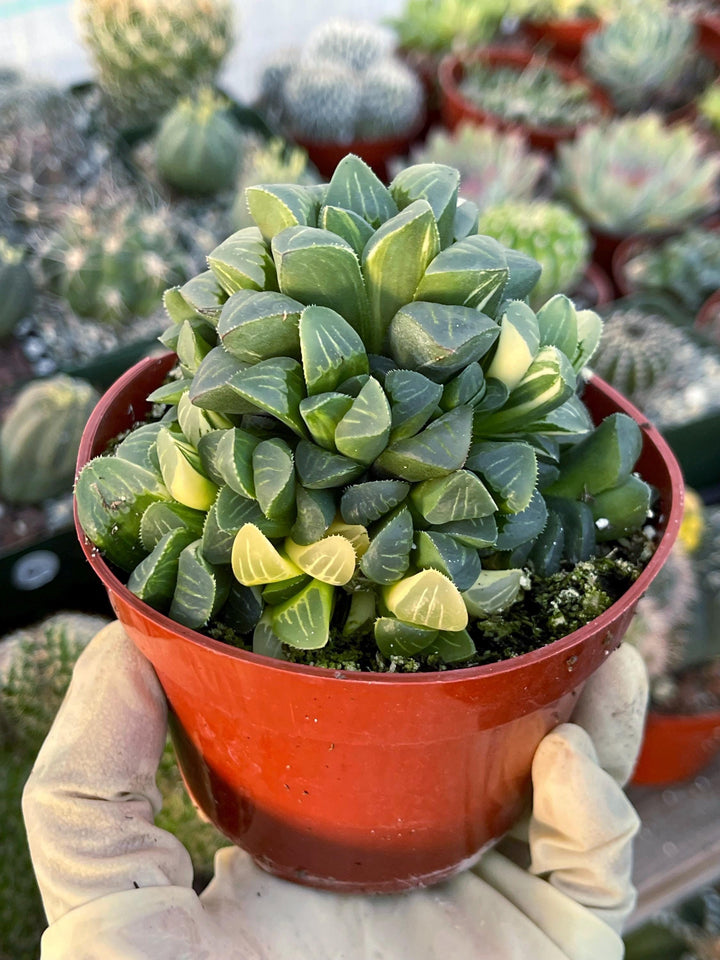 Harworthia Mutica Clusters | Live Succulent