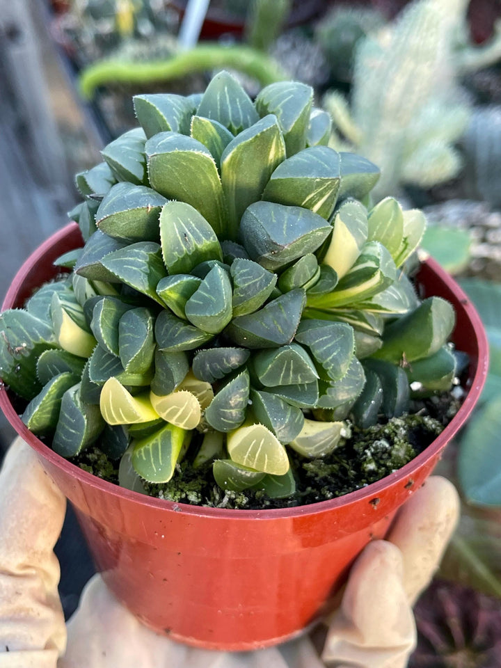 Harworthia Mutica Clusters | Live Succulent