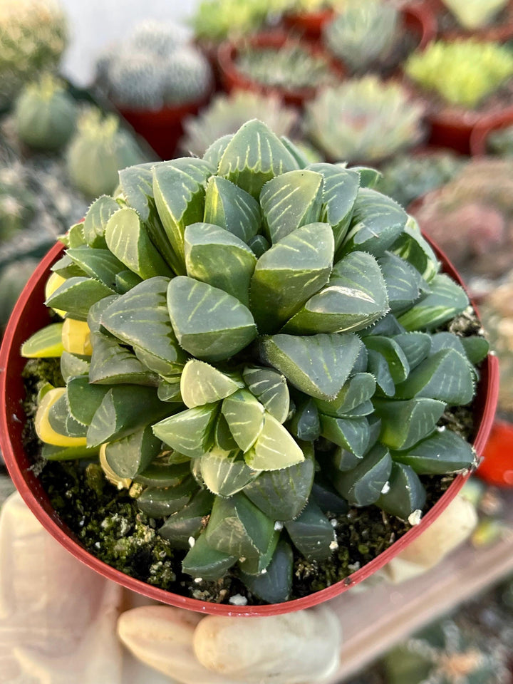 Harworthia Mutica Clusters | Live Succulent