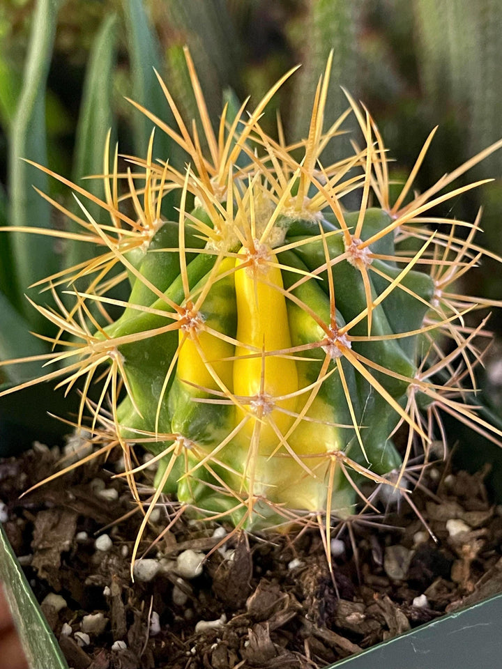 Variegated Ferocactus Cactus | Yellow Spines | Rare Cactus | Live Plant