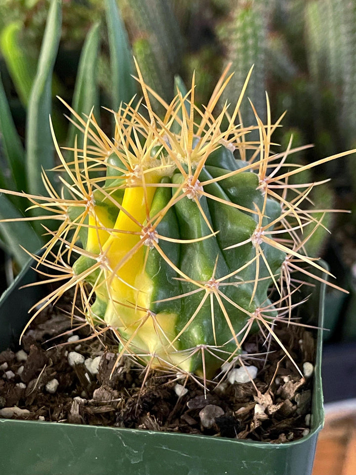 Variegated Ferocactus Cactus | Yellow Spines | Rare Cactus | Live Plant