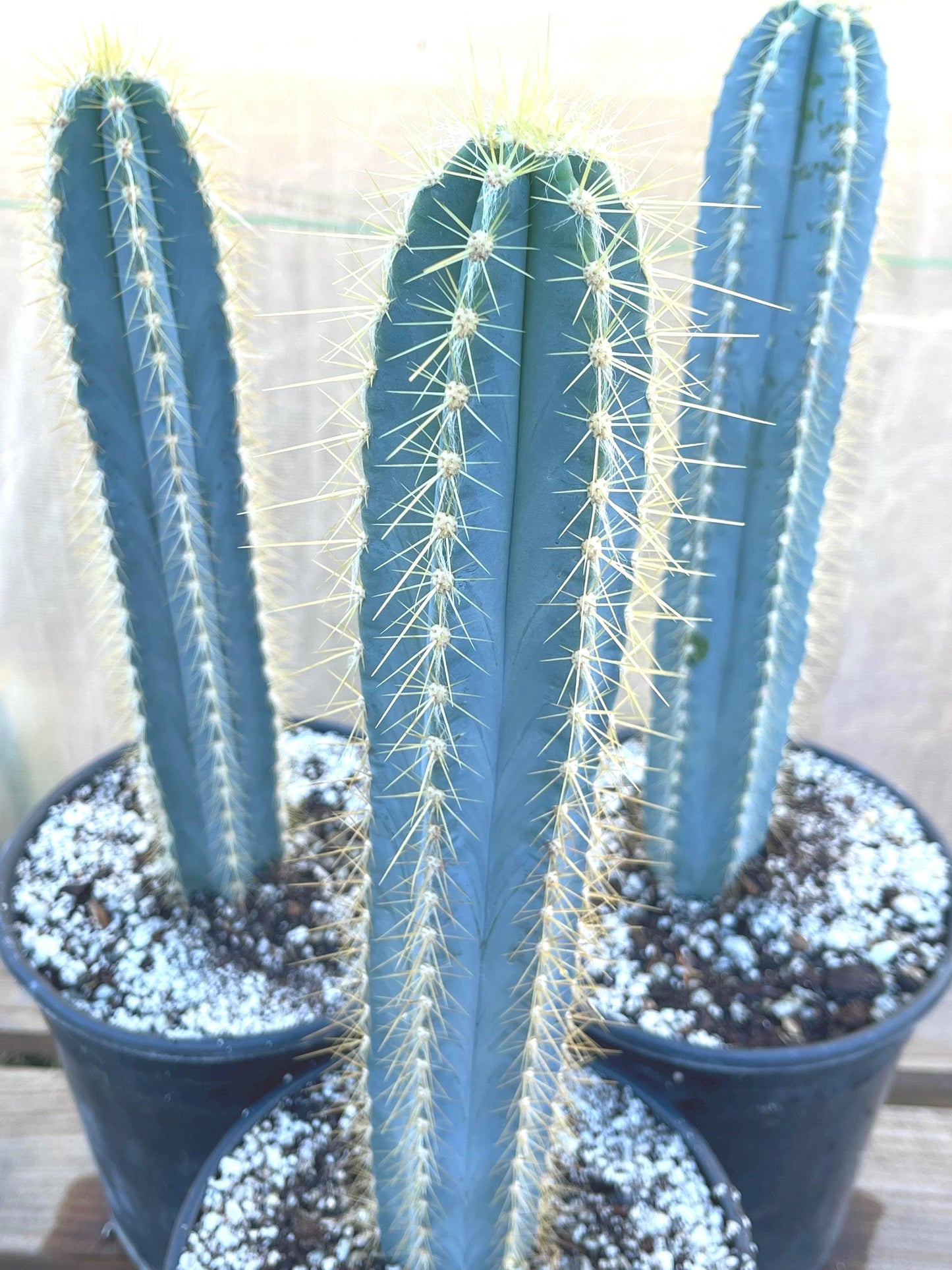 Blue Torch, Pilosocereus Azureus | Blue Cactus